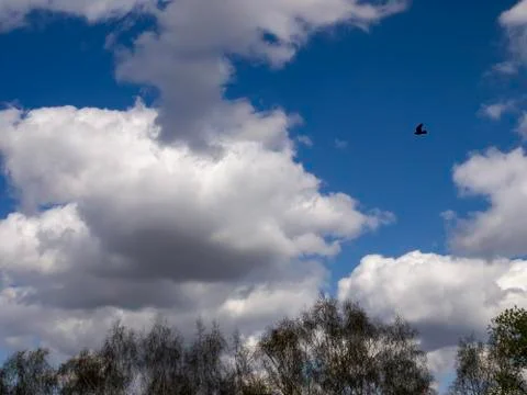 Clouds in the sky after rain with a bird in the foreground. Stock Photos