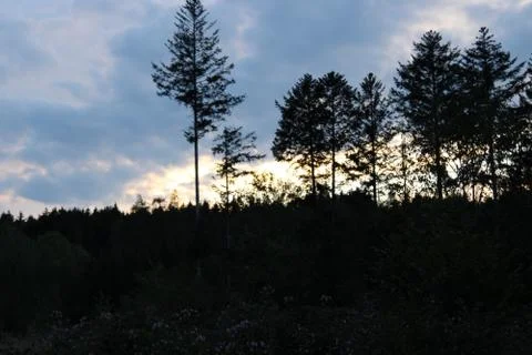 Clouds in the sky after sun set over forest that is in the foreground Stock Photos
