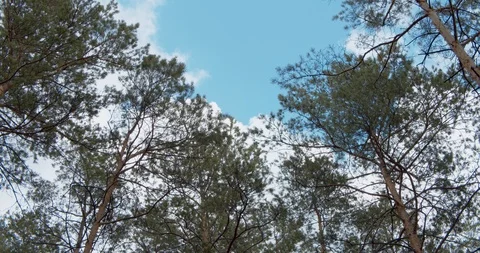 Clouds in the sky, float above the tops of young pines. Stock Footage 112205295