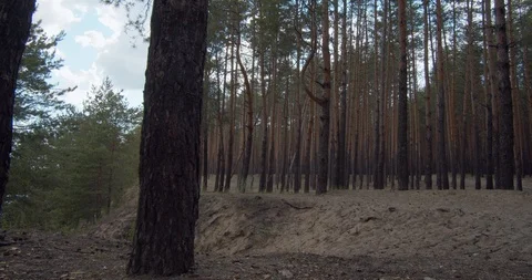 Clouds in the sky, float above the tops of young pines. Stock Footage 112211547