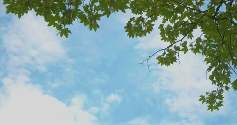 Clouds slowly pass by. In the foreground top right corner is a tree 스톡 동영상 200965733