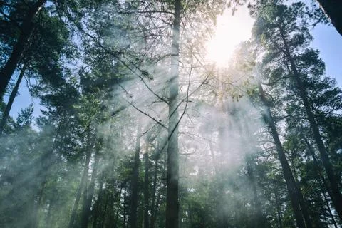 The clouds of smoke of the fire in the pine forest near St. Petersburg, Russi Stock Photos