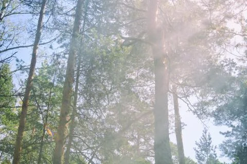 The clouds of smoke of the fire in the pine forest near St. Petersburg, Russi Stock Photos