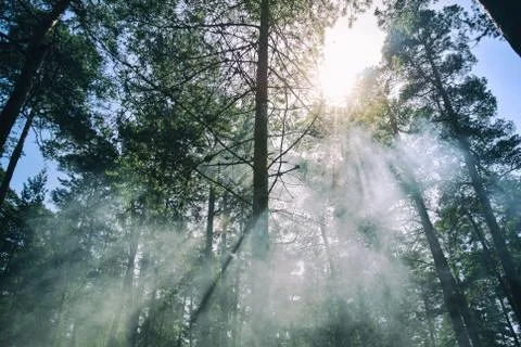 The clouds of smoke of the fire in the pine forest near St. Petersburg, Russi Stock Photos