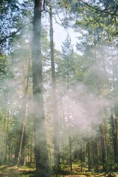 The clouds of smoke of the fire in the pine forest near St. Petersburg, Russi Stock Photos