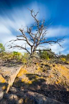 Clouds Streaking Behind a Dead Juniper Tree Stock Photos