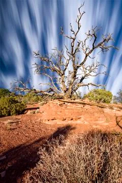 Clouds Streaking Behind a Dead Juniper Tree Stock Photos