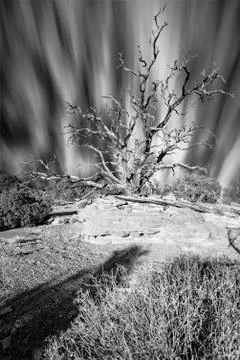 Clouds Streaking Behind a Dead Juniper Tree Stock Photos