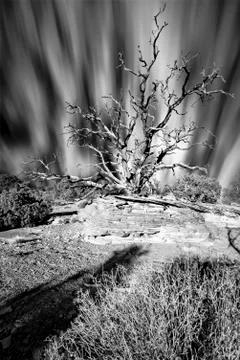 Clouds Streaking Behind a Dead Juniper Tree Stock Photos