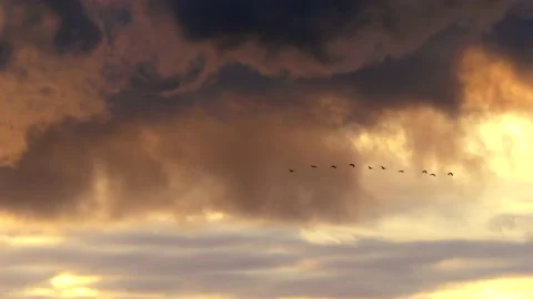 Clouds at sunrise with dark smoke - sky in Real Time - Cloudscape with birds Stock Footage 143234508