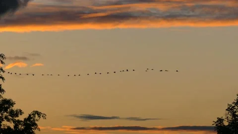 Clouds at sunrise with flying birds - sky background - real time Stock Footage 143280692