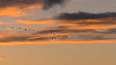 Clouds at sunrise with flying birds - sky background - real time Stock Footage 143284638