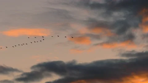 Clouds at sunrise with flying birds - sky background - real time Stock Footage 143285367