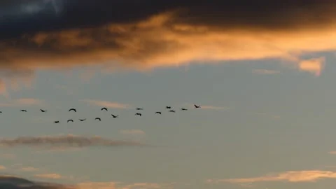 Clouds at sunrise with flying birds - sky background - real time Stock Footage 143301786