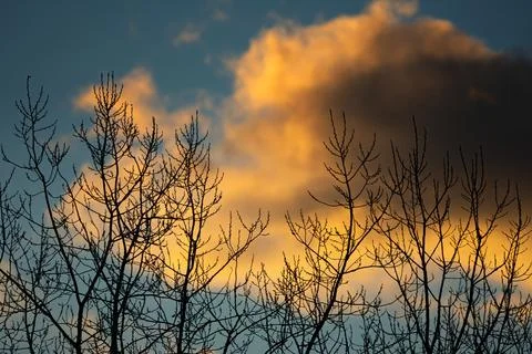 Clouds at sunset. In the foreground trees with fallen leaves Stock Photos