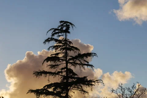 Clouds at sunset over the fir tree Stock-Footage 315966854