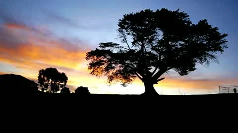 Clouds Sunset Over Tree,Timelapse, 1080p Video stock 14400915