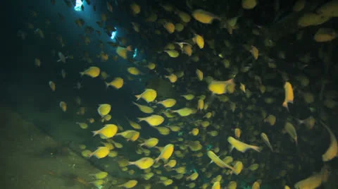 Clouds of sweepers fish inside the ship wreck Stock Footage 22732611