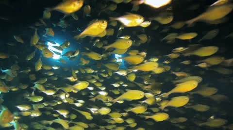 Clouds of sweepers fish inside the ship wreck Stock Footage 22732620