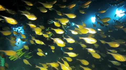 Clouds of sweepers fish inside the ship wreck Stock Footage 22732634