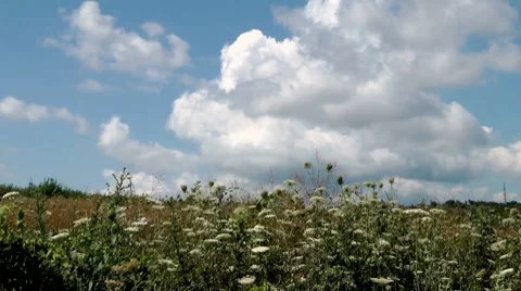 Clouds swirl over a field of blooming Stock Footage 7901953