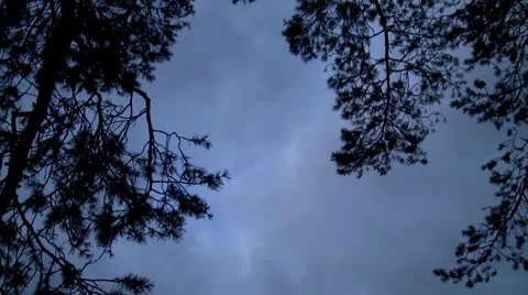 Clouds through pine branches Vídeo Stock 8853720
