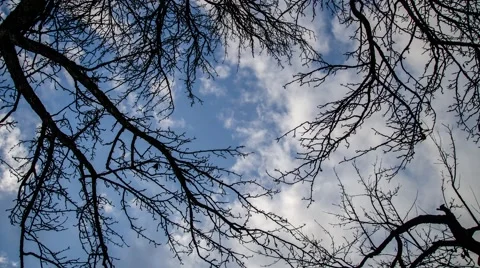 Clouds through tree in winter Stock Footage