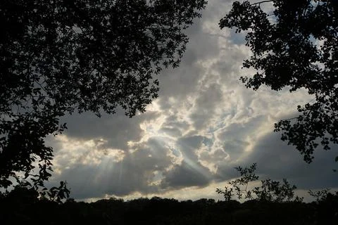 Clouds Through the Trees Stock Photos