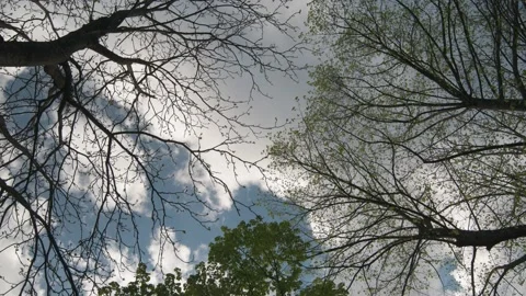 Clouds through trees Timelapse Stock Footage 135232605