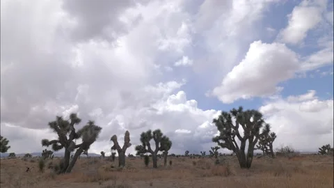 Clouds Time lapse - Day - Joshua Trees Stock Footage 150244213