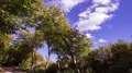 Clouds time-lapse over sunny mountain forest pathway in autumn 4k 4k or 4k+ Resolution