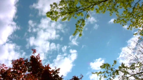 Clouds Time Lapse Trees Vídeos de archivo 376288