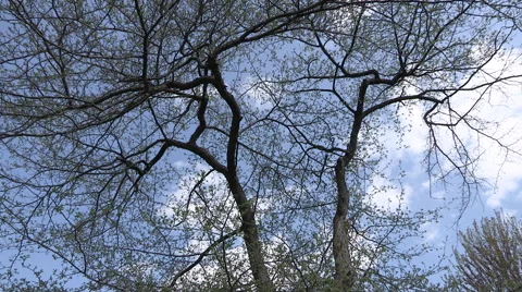 Clouds Time lapse with Trees In Foreground Stock Footage 49715643