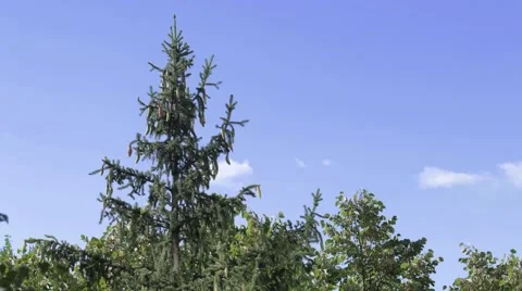 Clouds timelapse above the tree Stock Footage 67880337
