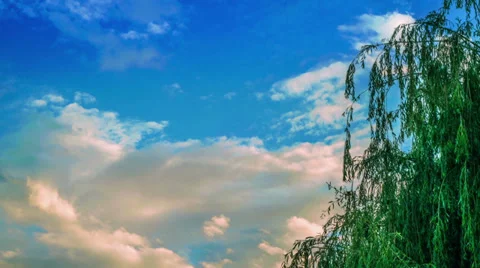Clouds timelapse with a tree Stock Footage 39073092
