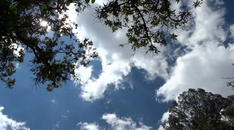 Clouds timelapse under the tree Stock Footage 36383386