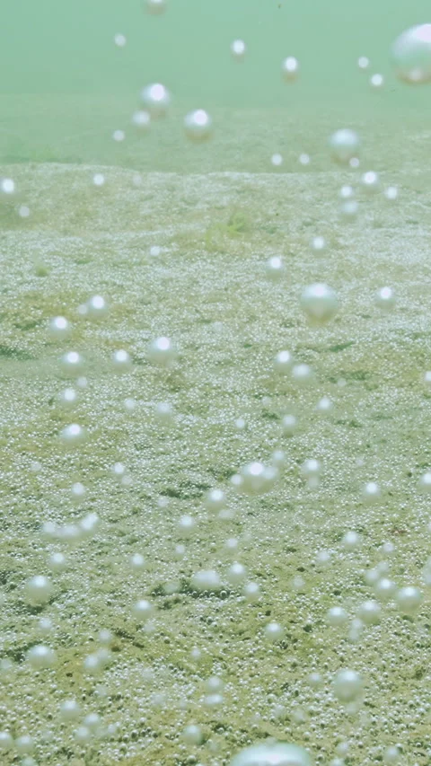 Clouds of tiny oxygen bubbles rise from seabed, covered in gas-producing Stock Footage 336850260
