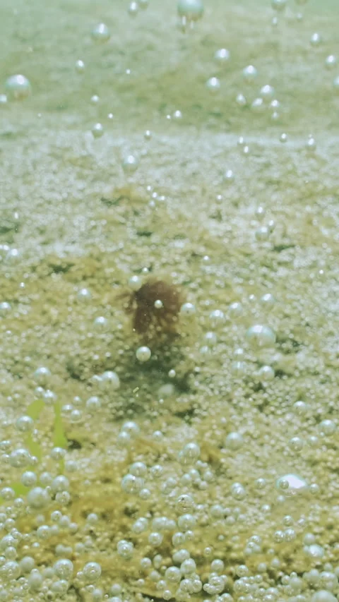 Clouds of tiny oxygen bubbles rise from seabed, covered in gas-producing Vidéo 338023362