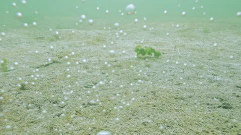 Clouds of tiny oxygen bubbles rise from seabed, covered in gas-producing Vidéo 339370305