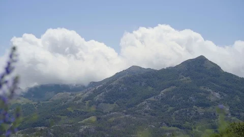Clouds on the top of mountains, knapweeds, time lapse Stock Footage 115485247