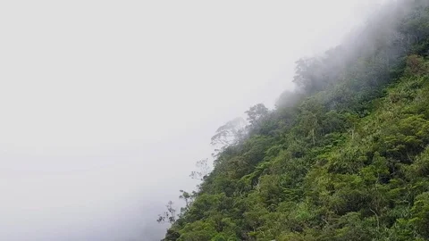 The clouds touch the tops of the trees somewhere in the jungle. Video stock 122154615