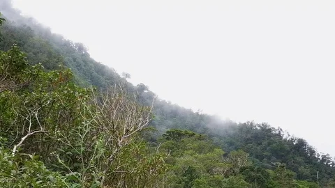 The clouds touch the tops of the trees somewhere in the jungle. Video stock 122154812
