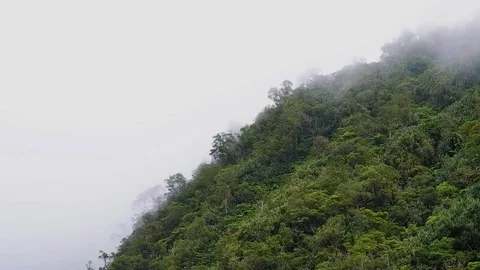 The clouds touch the tops of the trees somewhere in the jungle. Video stock 122156675