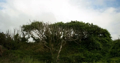 Clouds traveling over a tree Stockbeeldmateriaal 84179450