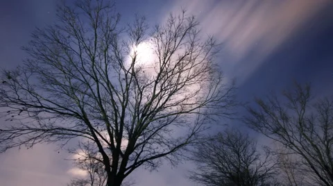 Clouds Tree and Fog Video stock 42526646