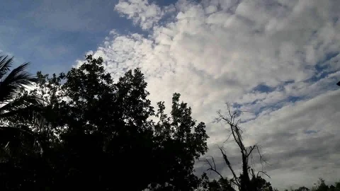 Clouds tree time lapse Stock Footage 114894676