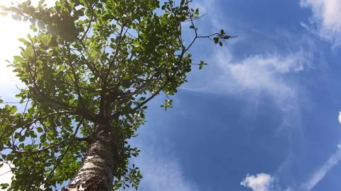 Clouds with Tree Time Lapse Stock Footage 145851915