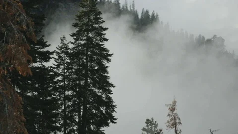 Clouds with trees 動画素材 88889595