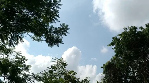 Clouds &amp; Trees Stock Footage 127083136