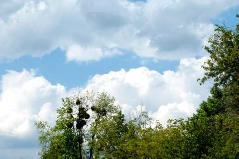 Clouds trees in spring Stock Photos